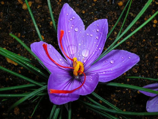 foto da flor de açafrão